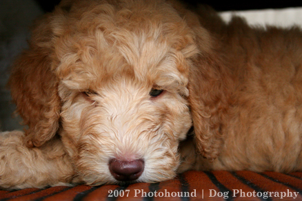 house trained labradoodle for sale