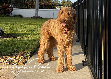labradoodle full grown size