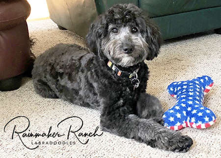 silver labradoodle puppies for sale