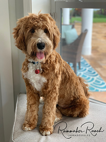 red and white labradoodle