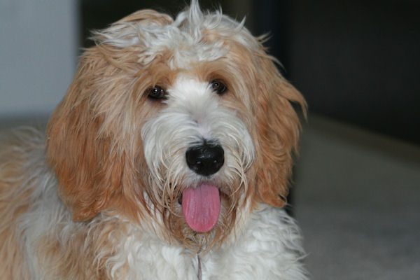 Labradoodle Red and White Parti