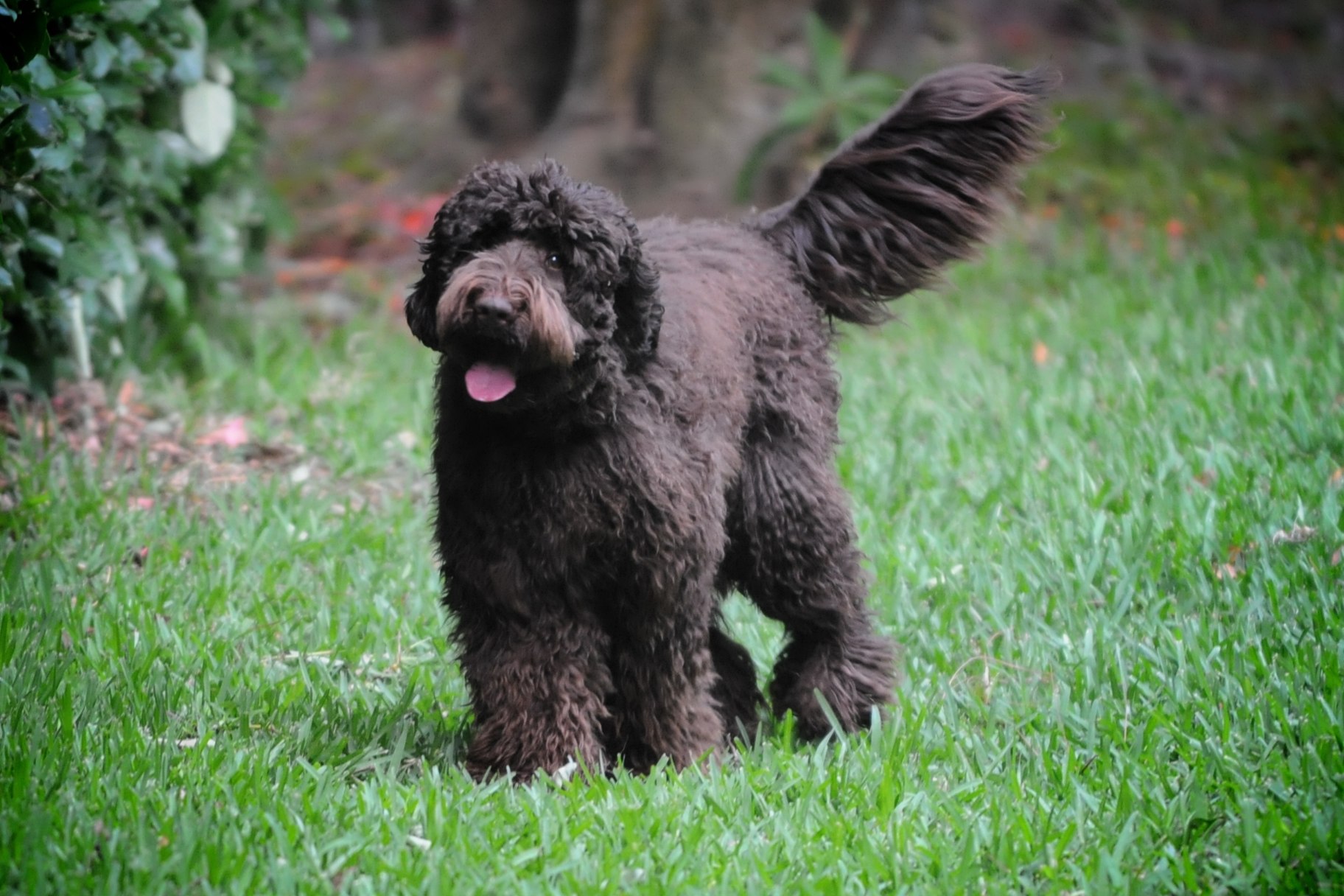 Australian Labradoodle