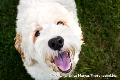 Labradoodles in Florida, South Carolina and Tennessee