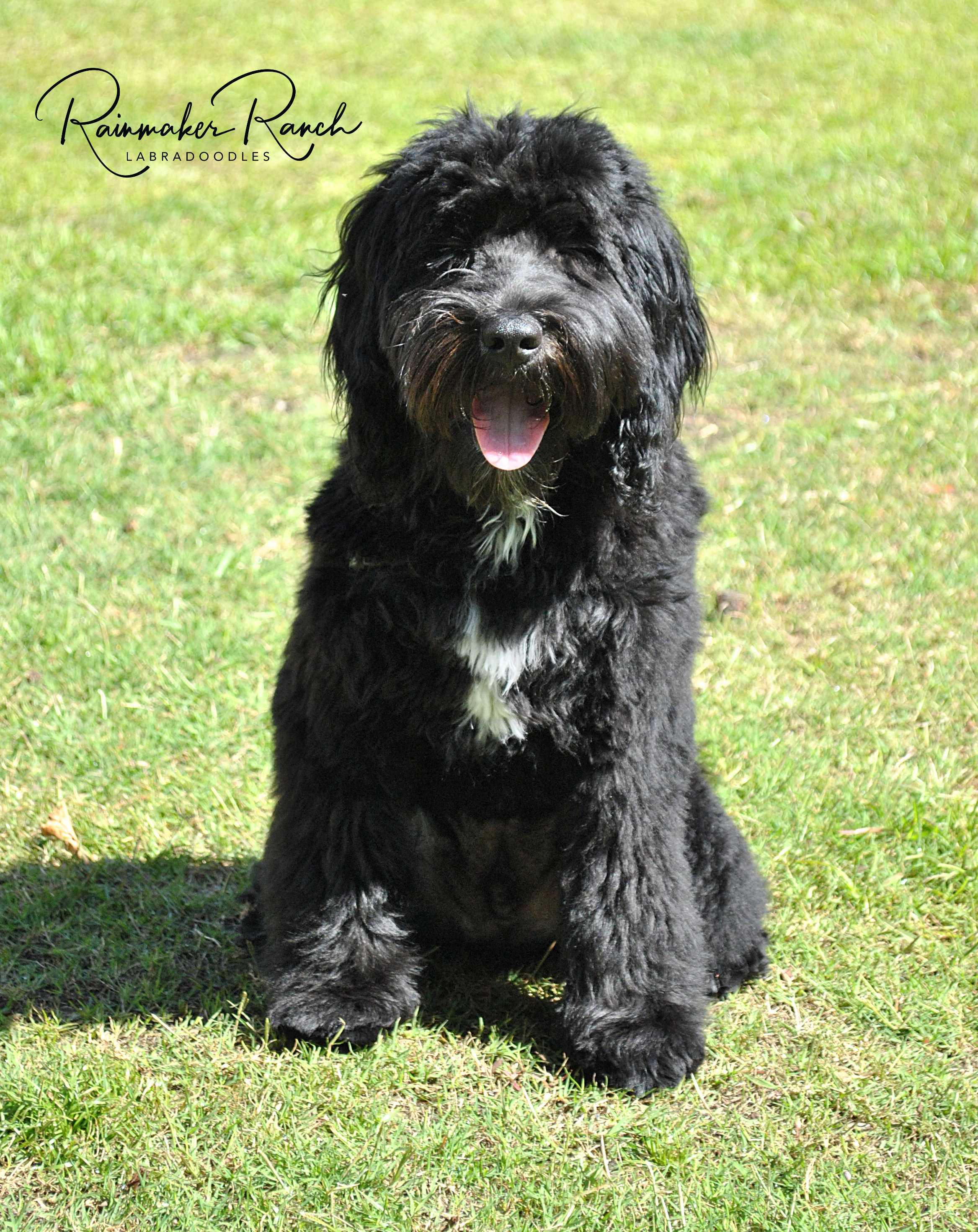pictures of black labradoodles