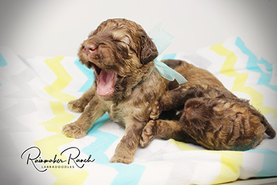 large labradoodle puppies for sale
