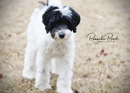 Micro Mini Labradoodle