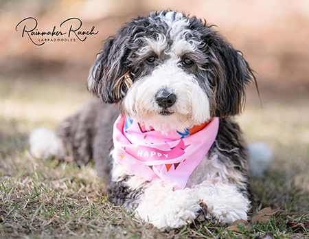 Mini bernedoodle Puppies