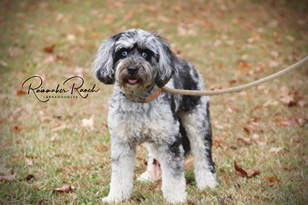 Mini Labradoodle Merle