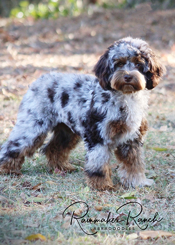 Micro Mini Labradoodle Puppies