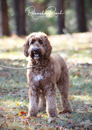 Medium Labradoodle