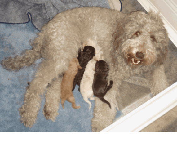 Our Beautiful Australian Labradoodle puppies