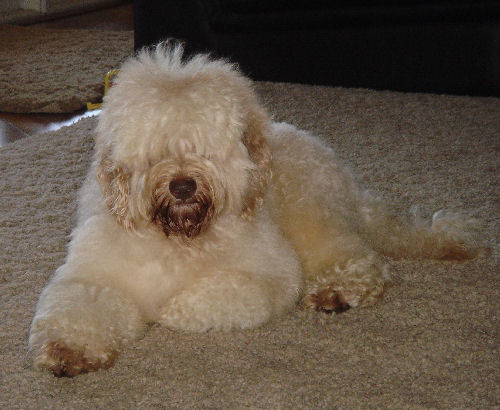 Tegan Park Casper, Australian Labradoodle Stud