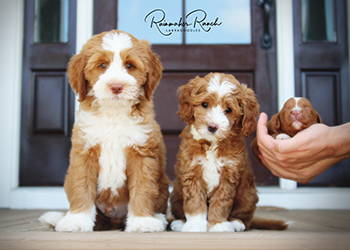 labradoodle puppy