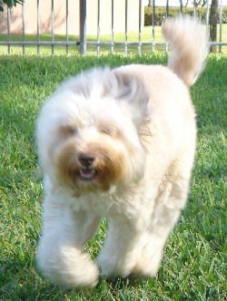 Australian Labradoodle Stud Florida