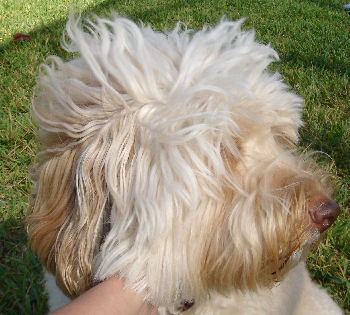 Tegan Park Casper, Australian Labradoodle Stud Florida