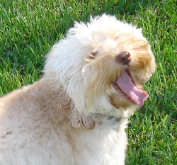 Florida Labradoodle