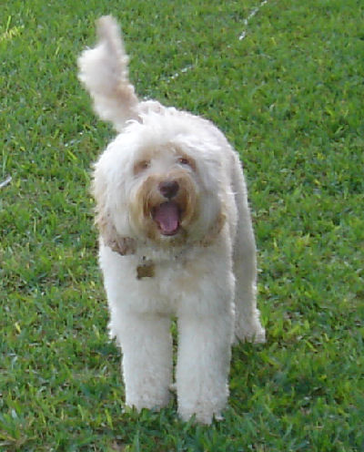 Australian Labradoodle Stud